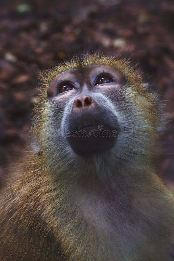 impermeable patata codicioso Monos del parque zoológico imagen de archivo. Imagen de piel - 26518521