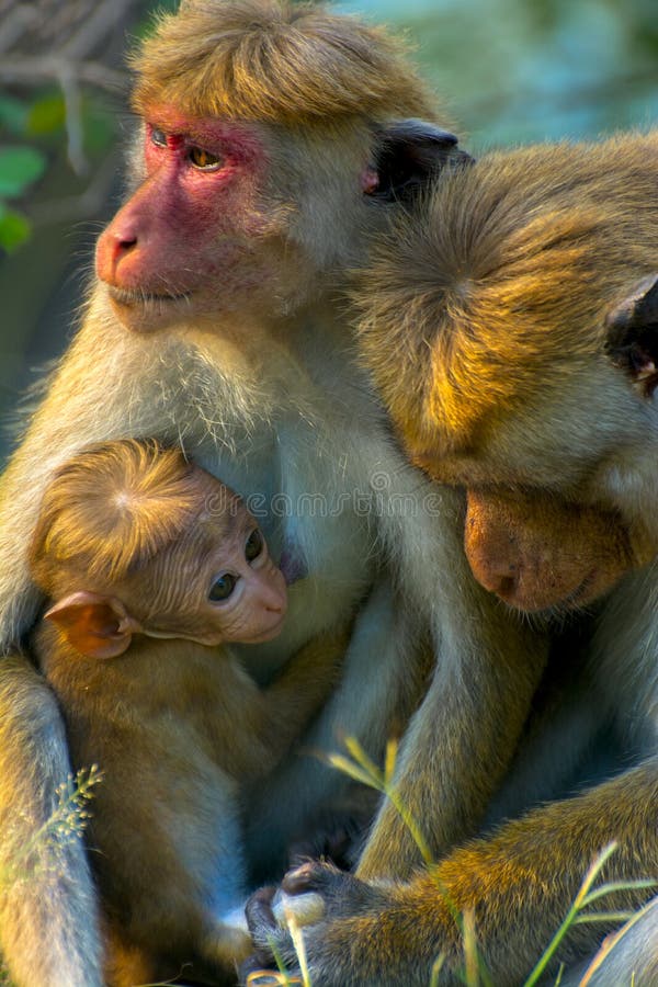 Monos srilanqueses en el parque nacional de Yala imagen de archivo