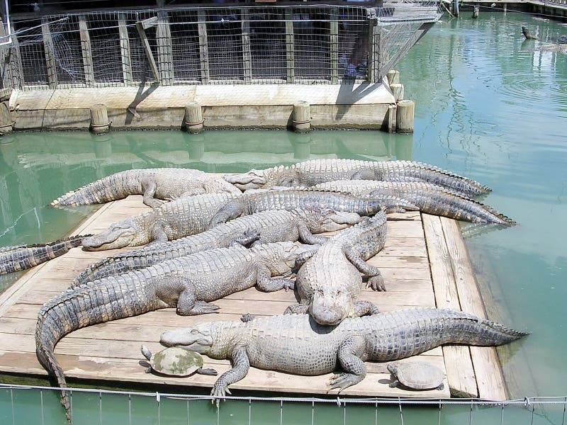 Monroe Alligator Park 2003