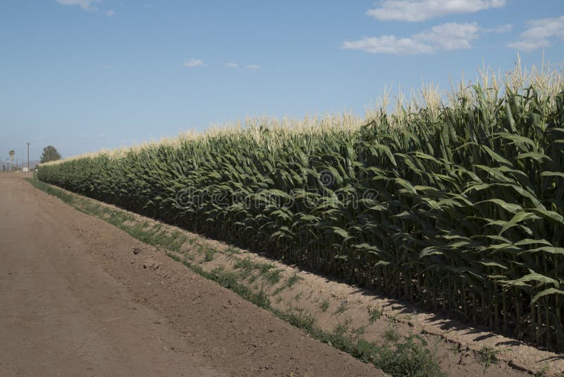 Monsanto GMO Corn Field stock photo. Image of america 41701518