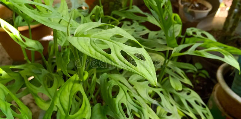 Growth of Monstera adansonii variegata