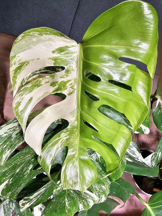 Detail of two colour leaf of rare tropical plant, monstera grown in an apartment, artificial light for growing plants shines on a large leaf. Detail of two colour leaf of rare tropical plant, monstera grown in an apartment, artificial light for growing plants shines on a large leaf