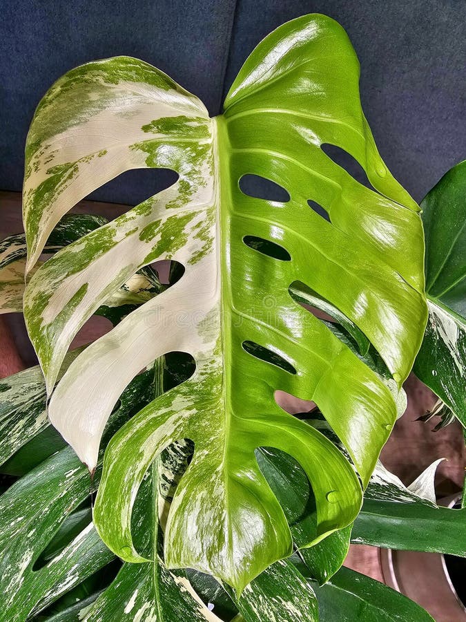Detail of two colour leaf of rare tropical plant, monstera grown in an apartment, artificial light for growing plants shines on a large leaf. Detail of two colour leaf of rare tropical plant, monstera grown in an apartment, artificial light for growing plants shines on a large leaf