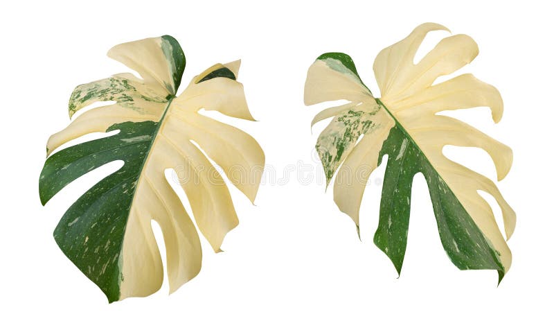 Monstera Deliciosa Albo Variegata leaves, tropical plant evergreen vine isolated on white background, clipping path included