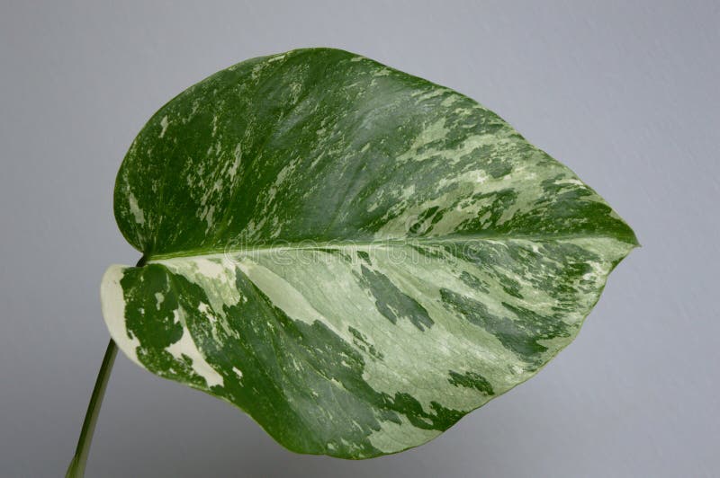 Variegated Monstera deliciosa var. Borsigiana variegata. Exotic house plant on white background close-up. Variegated Monstera deliciosa var. Borsigiana variegata. Exotic house plant on white background close-up