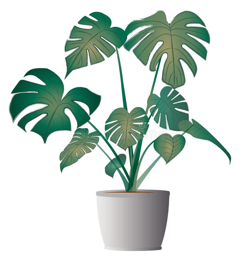 Monstera deliciosa z garnkiem ilustracji Monstera deliciosa z garnkiem ilustracji