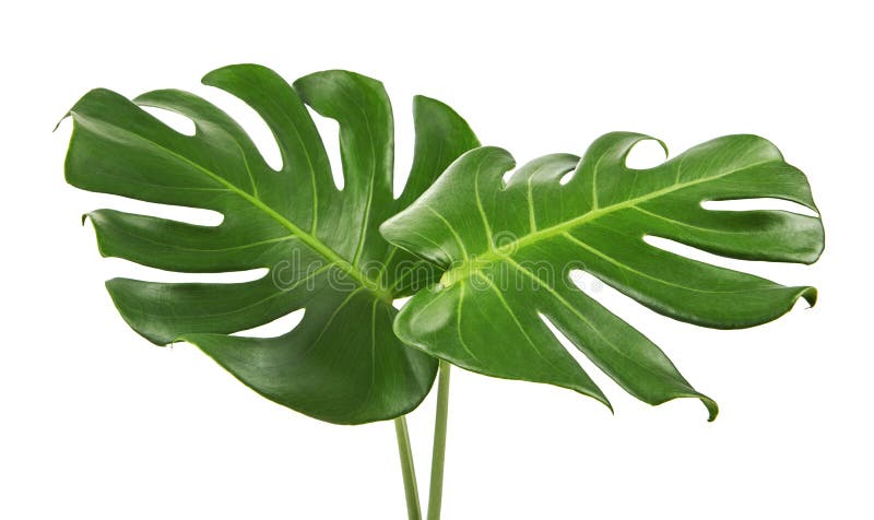 Monstera deliciosablad eller växt för schweizisk ost som isoleras på vit bakgrund, med den snabba banan arkivfoton