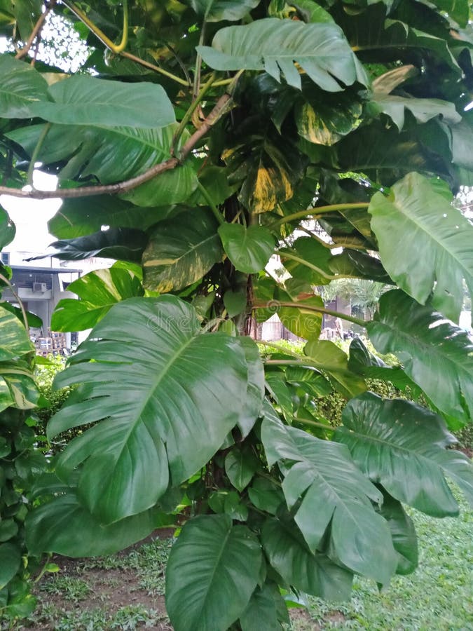 Monstera Epipremnum Aureum No Jardim Imagem de Stock - Imagem de flor