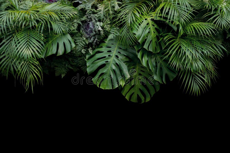 Monstera, helecho, y plan tropical del follaje de la selva tropical de las hojas de palma