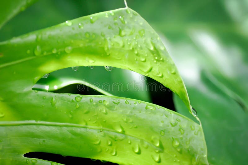 Monstera, Herricane Plant or Swiss Cheese Plant and Rain Drop Stock