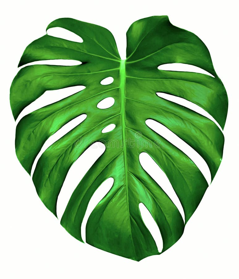 Monstera leaf. stock photo. Image of biology, nature - 19426578