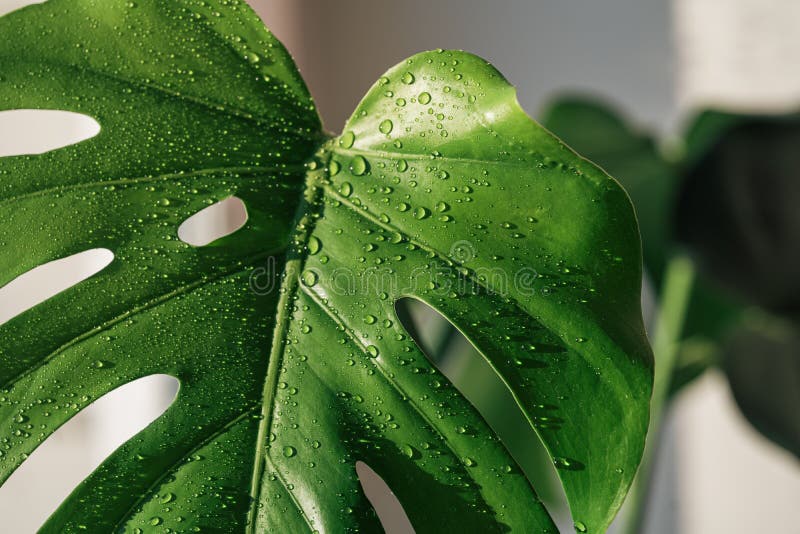 Monstera Leaf Closeup with Water Drops Under Sunlight Stock Image