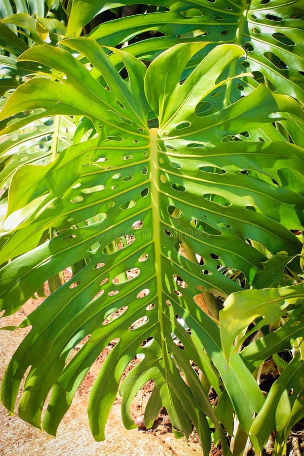 monstera-leaf-monstera-deliciosa-stock-photo-image-of-leaf-fruit