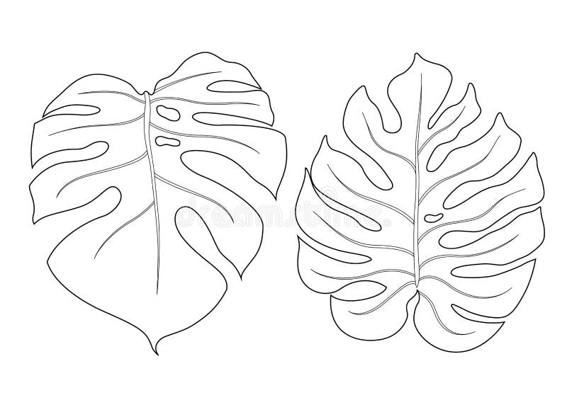 Monstera Leaf Outline Illustration Stock Illustration - Illustration of