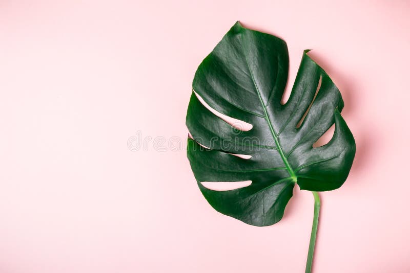 Monstera Leaf on a Pink Background. Summer Exotic Minimalistic