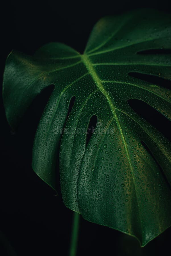 Monstera Leaf with Water Drops Closeup. Macro Photo Monstera Stock