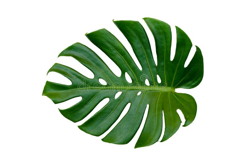 Monstera Leaves Leaves with Isolate on White Background Leaves on White  Stock Image - Image of jungle, leaf: 111728609