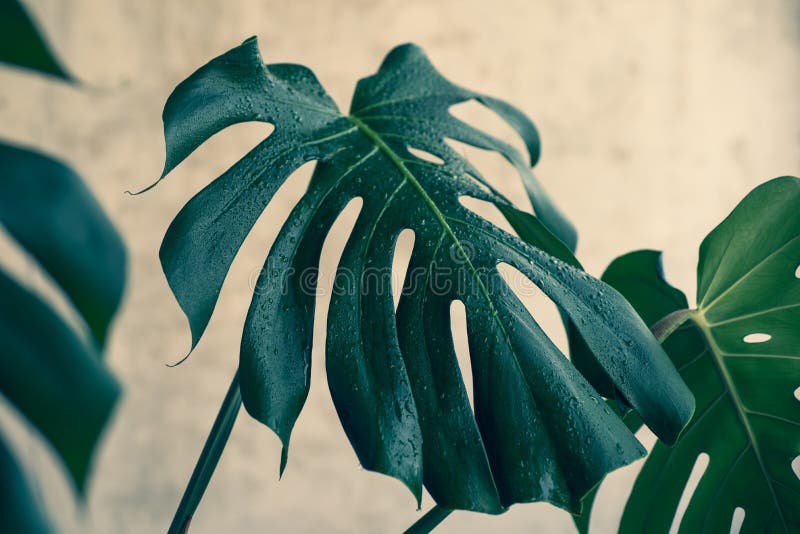 Monstera Leaves with Water Drops Stock Photo Image of leaf, natural