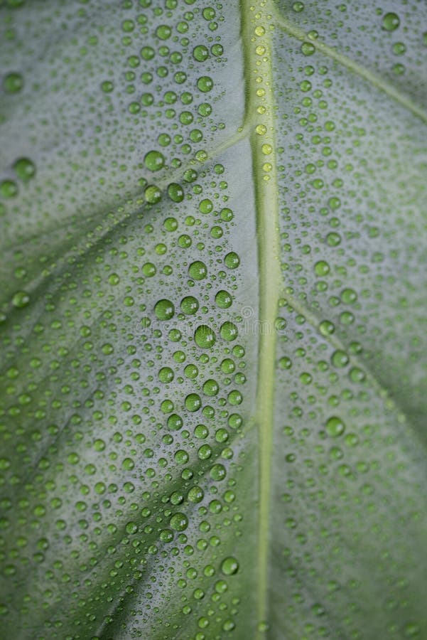 Monstera Leaves with Water Drops Stock Photo Image of tropical