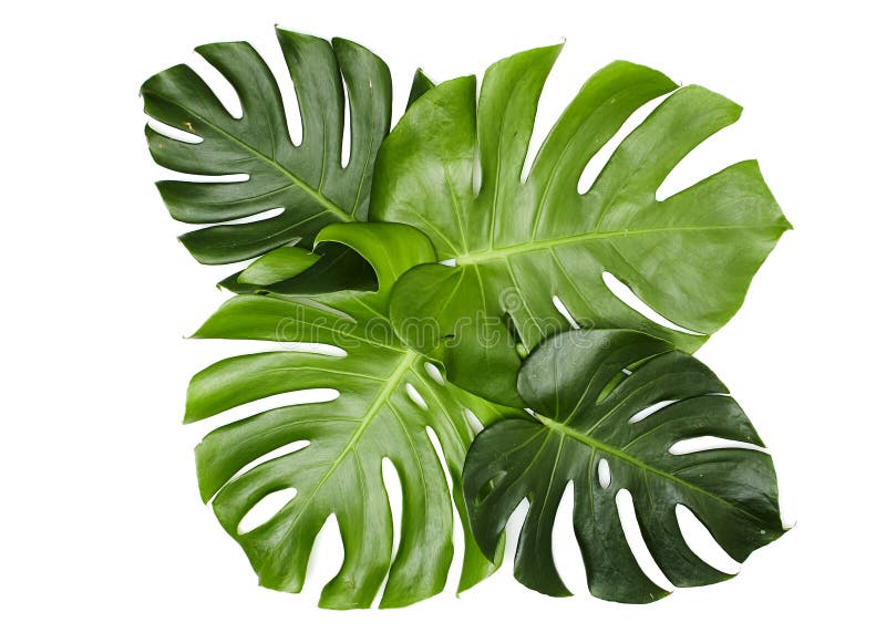 Monstera Leaves on White Background Stock Photo - Image of trendy ...