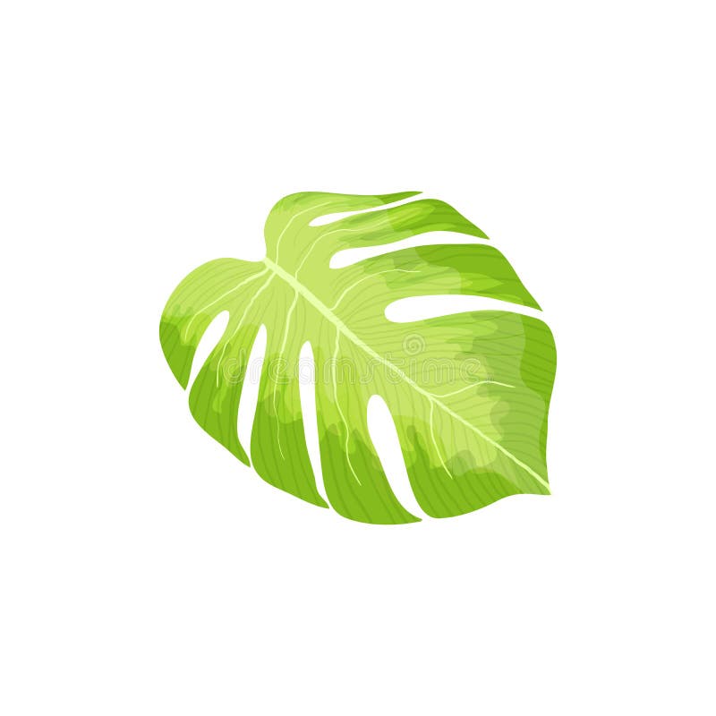 single green leaves clipart