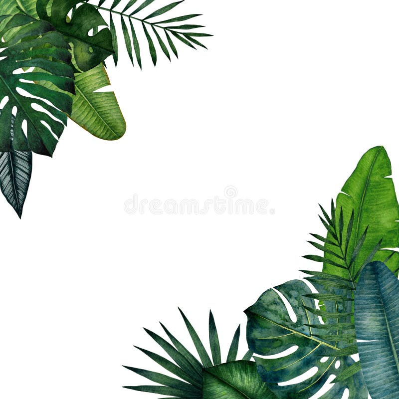 Κορνίζα με τροπικά φύλλα. Μονστέρα, φοίνικας, μπανάνα, φοίνικας πριονιού, καλαθέα. Εικονογράφηση ακουαρέλας διανυσματική απεικόνιση