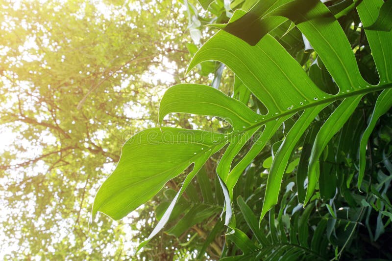 Monstera philodendron που αναρριχείται στις εγκαταστάσεις στο δασικό δέντρο, μαλακή εστίαση στοκ φωτογραφία με δικαίωμα ελεύθερης χρήσης Monstera philodendron που αναρριχείται στις εγκαταστάσεις στο δασικό δέντρο, μαλακή εστίαση στοκ φωτογραφία με δικαίωμα ελεύθερης χρήσης