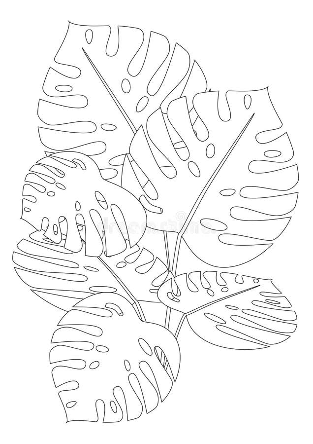 Isolated Palm Tree Branch A4 Coloring Page for Adults Colorless Vector