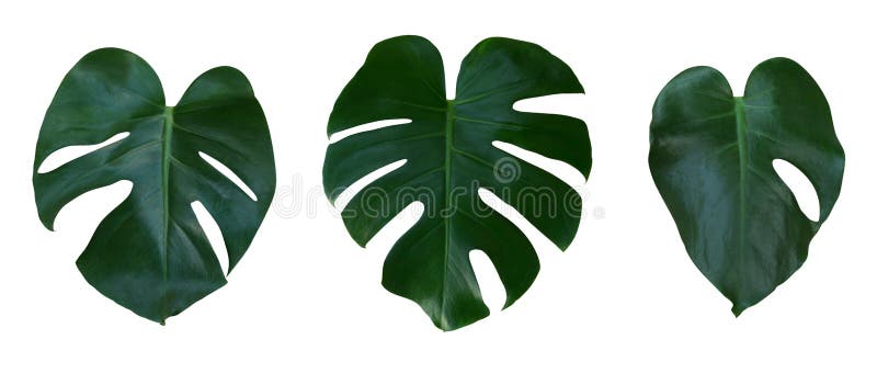 Monstera plant leaves, the tropical evergreen vine isolated on white background, path stock photo Monstera plant leaves, the tropical evergreen vine isolated on white background, path stock photo