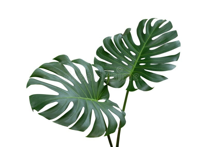 Monstera plant leaves, the tropical evergreen vine isolated on white background, path