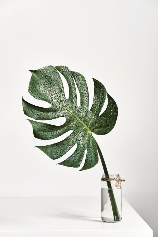 Monstera Tropical Leaf in Glass Vase Standing on White Table, Front