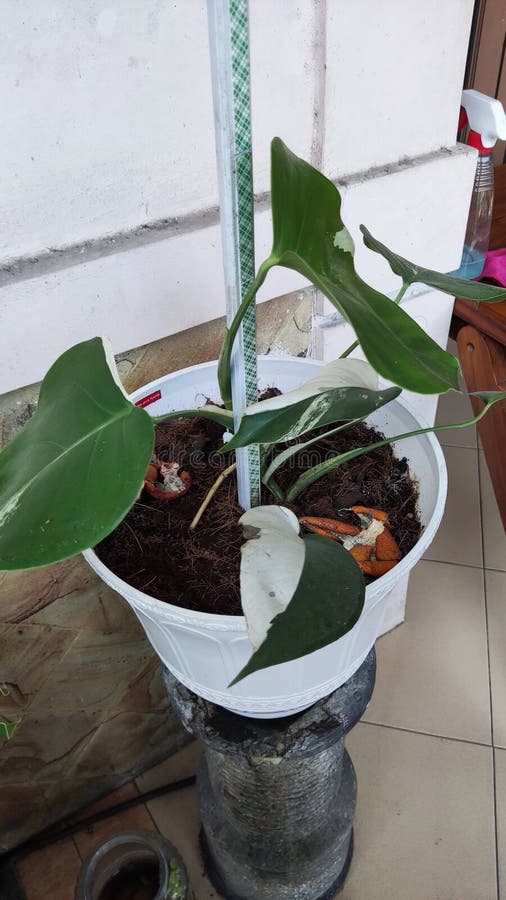 Monstera variegata house Plant