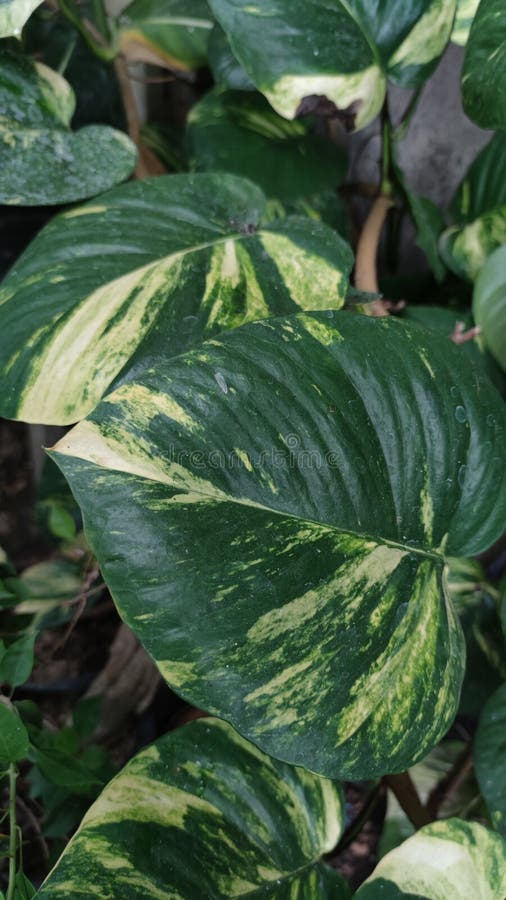 Monstera variegata plant