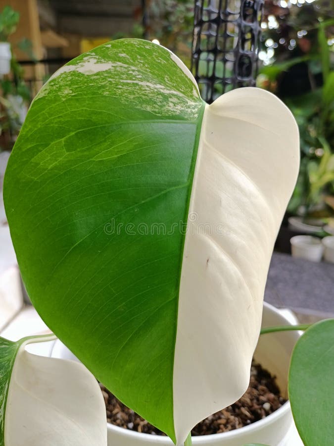 Monstera Variegata grows perfectly. White can share the same with green. Monstera Variegata grows perfectly. White can share the same with green