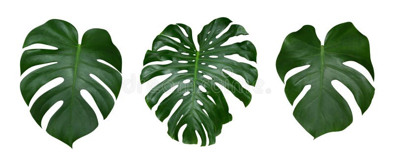 Monstera växtsidor, den tropiska vintergröna vinrankan som isoleras på vit bakgrund, bana royaltyfria bilder
