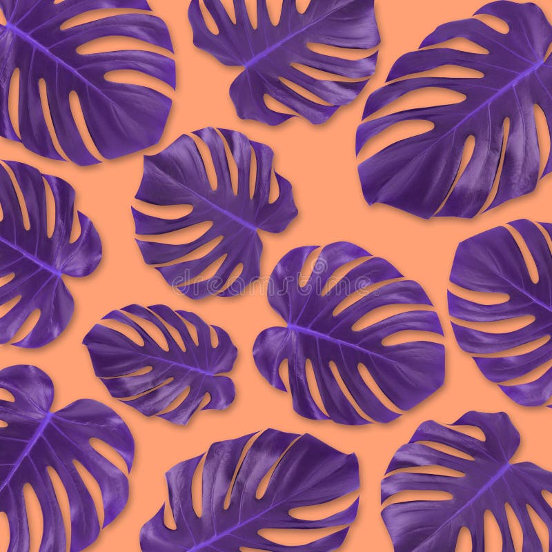 Monsteravlakte van het patroon legt de purpere tropische blad op pastelkleur oranje achtergrond Het art. van het de zomerconcept stock fotografie Monsteravlakte van het patroon legt de purpere tropische blad op pastelkleur oranje achtergrond Het art. van het de zomerconcept stock fotografie