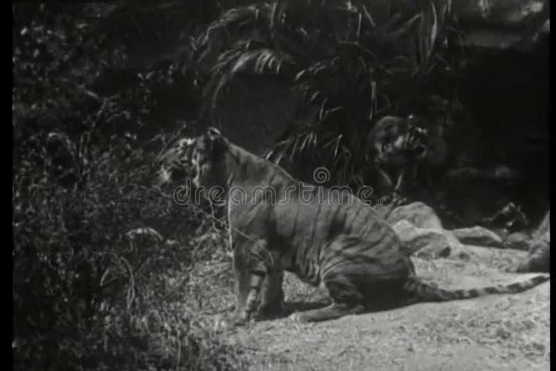 Montagem dos animais selvagens - leões, orangotango, tigres, elefantes