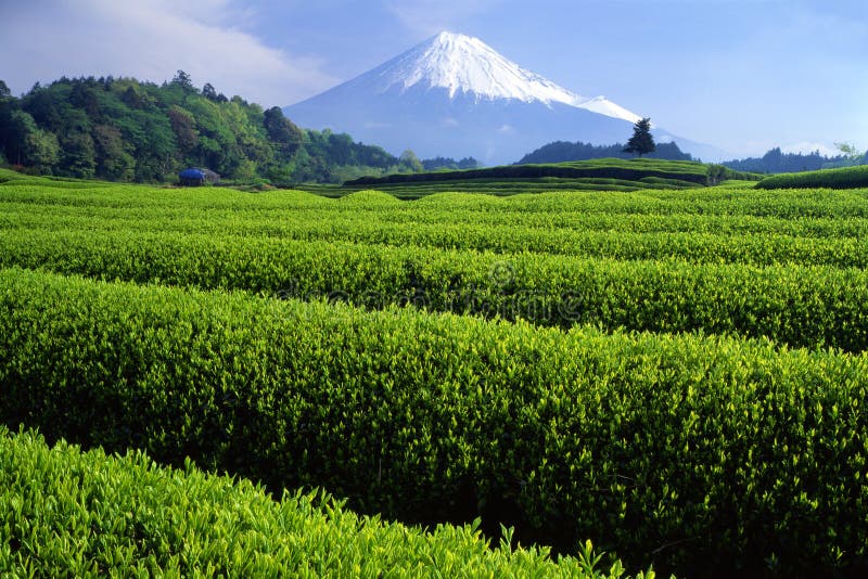 Montagem Fuji XVIII foto de stock Montagem Fuji XVIII foto de stock