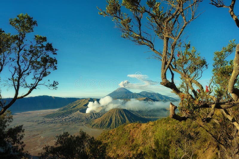 Montagna di Bromo con la priorità alta dell'albero del ramo fotografia stock Montagna di Bromo con la priorità alta dell'albero del ramo fotografia stock