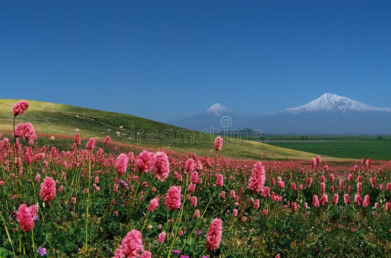 6,644 Photos de Ararat Photos de stock gratuites et libres de droits