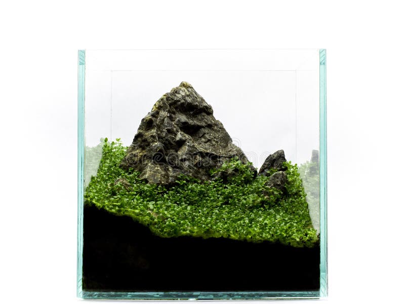 Montagne en miniature dans l'aquarium, avec des usines images libres de droits Montagne en miniature dans l'aquarium, avec des usines images libres de droits