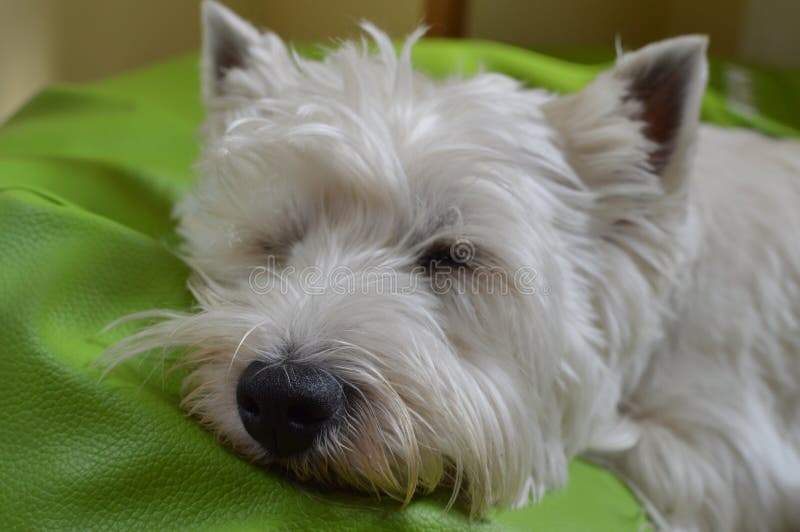 Montagne Terrier blanc occidentale se trouvant sur son sommeil de lit Westy Nature, chien, animal familier, portrait images stock Montagne Terrier blanc occidentale se trouvant sur son sommeil de lit Westy Nature, chien, animal familier, portrait images stock