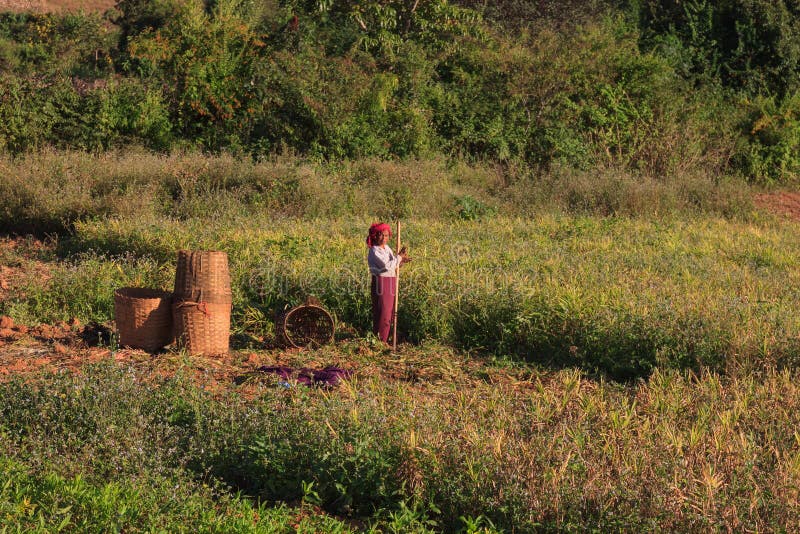 Montagnes de Kalaw, Myanmar - 18 novembre 2019 : Agriculteurs locaux travaillant dans les montagnes autour de Kalaw et de lac Inl images libres de droits Montagnes de Kalaw, Myanmar - 18 novembre 2019 : Agriculteurs locaux travaillant dans les montagnes autour de Kalaw et de lac Inl images libres de droits