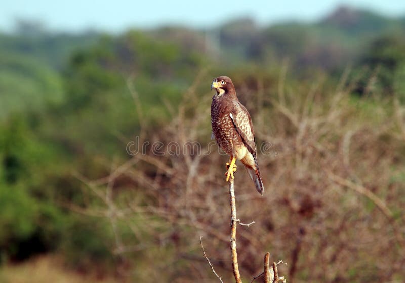 Montagu s harrier on the lookout for prey