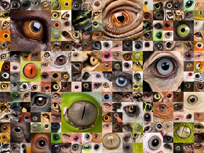 Montajes de los ojos animales