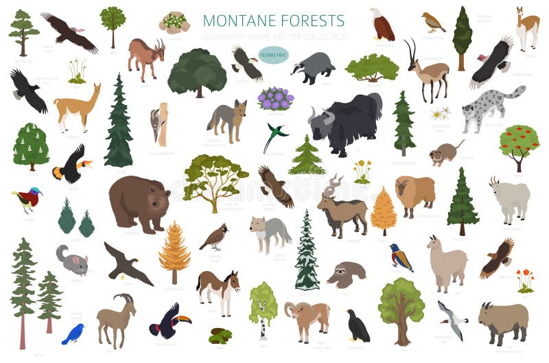 Montane forest biome, natural region infographic. Isometric version. Terrestrial ecosystem world map. Animals, birds and