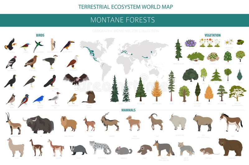 Montane forest biome, natural region infographic. Terrestrial ecosystem world map. Animals, birds and vegetations ecosystem design