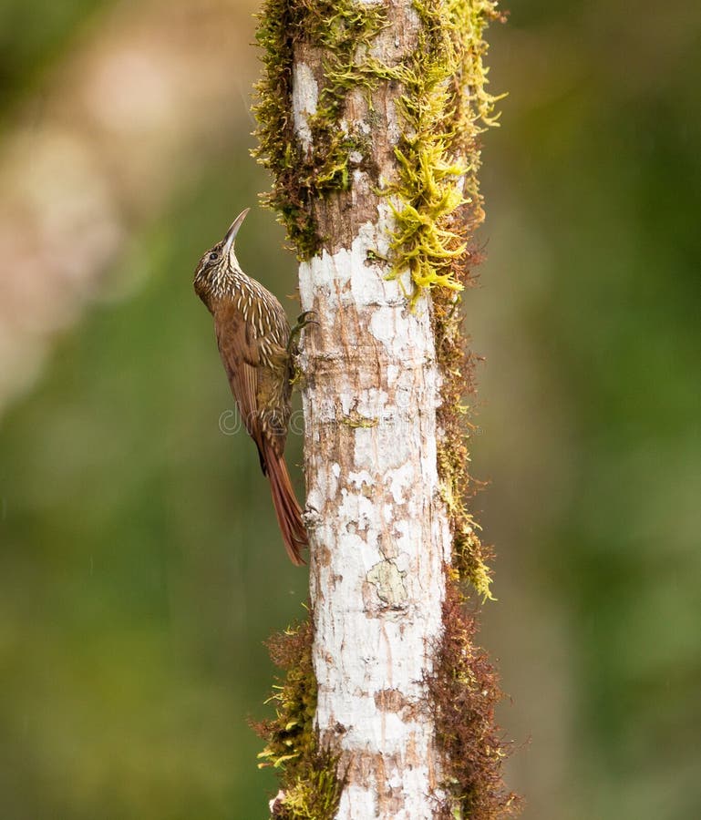 A Montane Woodcreeper on a log