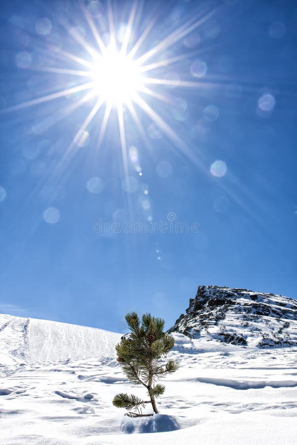 Montanha da neve da natureza da vida de Sun pouca árvore de abeto só fotografia de stock Montanha da neve da natureza da vida de Sun pouca árvore de abeto só fotografia de stock