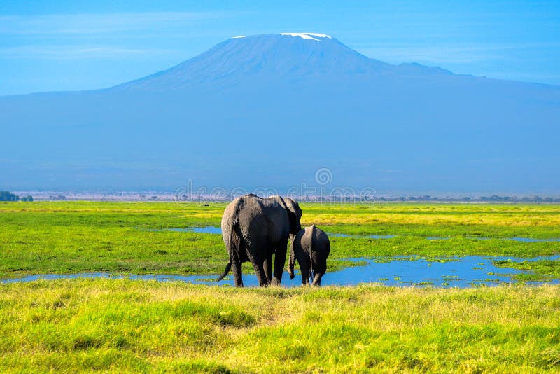 Montanha de Kilimanjaro e elefantes bonitos, Kenya foto de stock royalty free Montanha de Kilimanjaro e elefantes bonitos, Kenya foto de stock royalty free